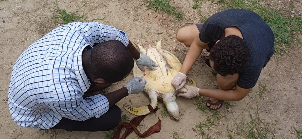image Une tortue morte échouée à Nioumachoi